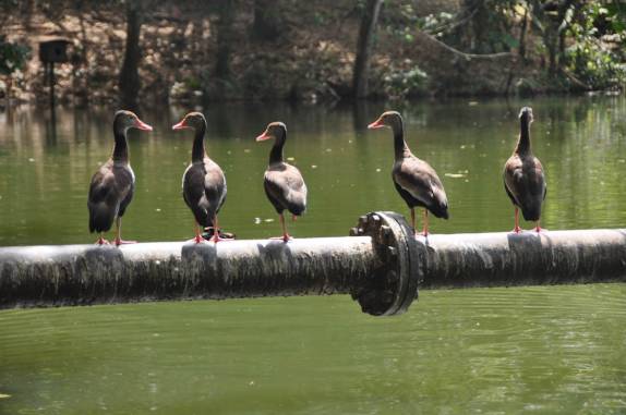 Patos na reserva de Pointe-à-Pierre, próximo à San Fernando, em Trinidad e Tobago